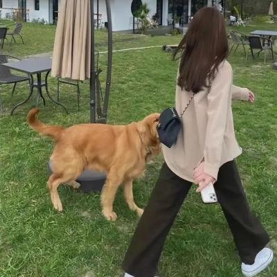 迷途之狼